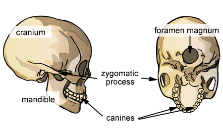 a diagram of the skull with the foramen magnum labeled