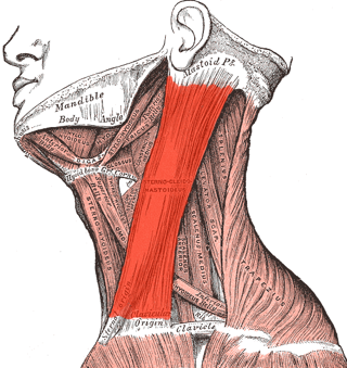 illustration of the sternocleidomastoid muscle (SCM)