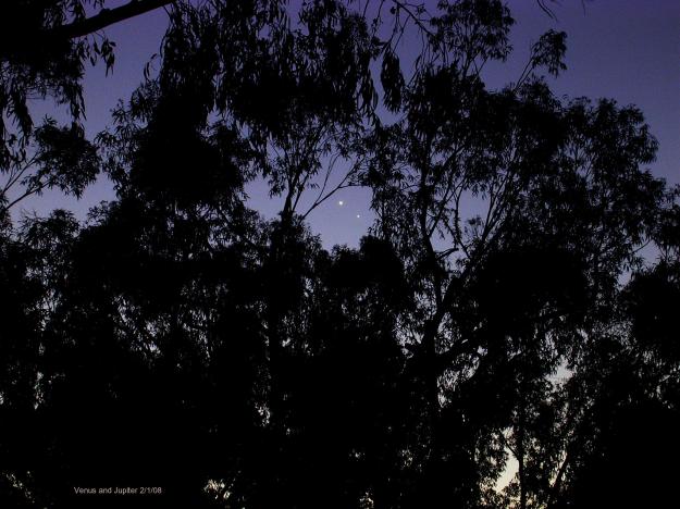 Venus and Jupiter shining between the leaves of a tree in Lake Elsinore, California