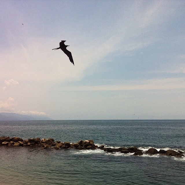 a bird flying over Bahia de Banderas